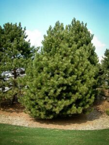 Сосна Чёрная (Pinus Nigra) купить по цене от 270.00р. в интернет-магазине «Посадика» с доставкой почтой в в Холмске и по всей России – [изображение №1].