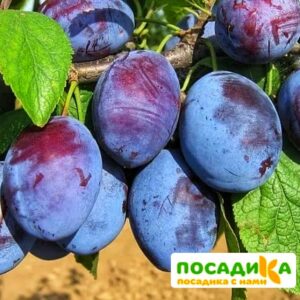 Слива Чачакская ранняя купить по цене от 229.00р. в интернет-магазине «Посадика» с доставкой почтой в в Холмске и по всей России – [изображение №1].