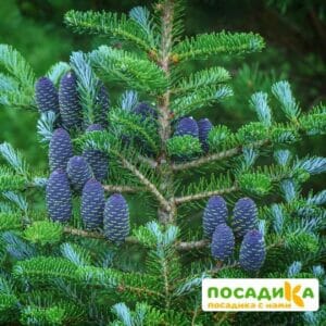 Пихта корейская (Abies koreana) купить по цене от 450.00р. в интернет-магазине «Посадика» с доставкой почтой в в Холмске и по всей России – [изображение №1].