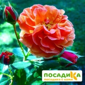 Роза Арабия купить по цене от 350.00р. в интернет-магазине «Посадика» с доставкой почтой в в Холмске и по всей России – [изображение №1].