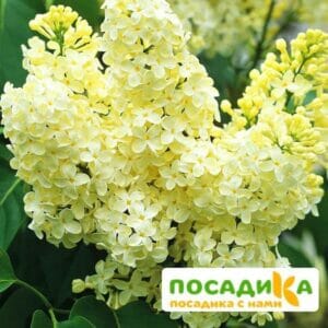 Сирень Примроуз (Primrose) купить по цене от 529.00р. в интернет-магазине «Посадика» с доставкой почтой в в Холмске и по всей России – [изображение №1].