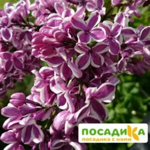 Сирень Сенсация купить по цене от 529.00р. в интернет-магазине «Посадика» с доставкой почтой в в Холмске и по всей России – [изображение №1].