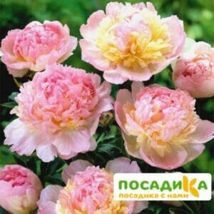 Пион Распберри Сандей (Paeonia Raspberry Sundae) купить по цене от 959р. в интернет-магазине «Посадика» с доставкой почтой в в Холмске и по всей России – [изображение №1].