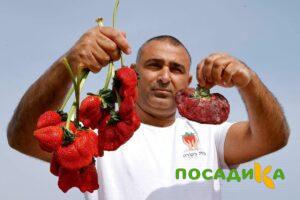 Клубника Гигант Джорнея купить по цене от 266р. в интернет-магазине «Посадика» с доставкой почтой в в Холмске и по всей России – [изображение №1].