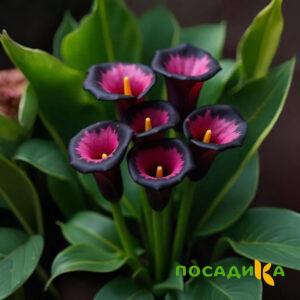 Калла Аура Лейс купить по цене от 400р. в интернет-магазине «Посадика» с доставкой почтой в в Холмске и по всей России – [изображение №1].