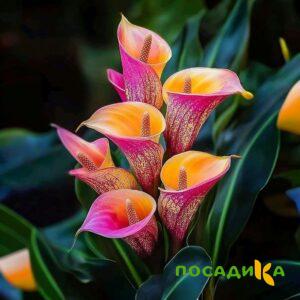 Калла Оникс купить по цене от 450р. в интернет-магазине «Посадика» с доставкой почтой в в Холмске и по всей России – [изображение №1].