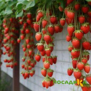 Клубника вьющаяся Комплимент купить по цене от 470р. в интернет-магазине «Посадика» с доставкой почтой в в Холмске и по всей России – [изображение №1].