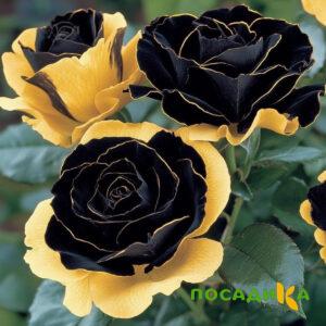 Роза Ханни Сикл купить по цене от 700р. в интернет-магазине «Посадика» с доставкой почтой в в Холмске и по всей России – [изображение №1].