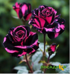 Роза Багровый Шепот купить по цене от 366р. в интернет-магазине «Посадика» с доставкой почтой в в Холмске и по всей России – [изображение №1].
