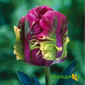 Тюльпан Экзотик Хэвен купить по цене от 186р. в интернет-магазине «Посадика» с доставкой почтой в в Холмске и по всей России – [изображение №1].