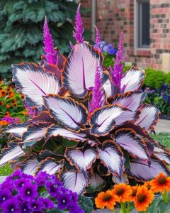 Хоста Кримэн Дрим купить по цене от 549р. в интернет-магазине «Посадика» с доставкой почтой в в Холмске и по всей России – [изображение №1].