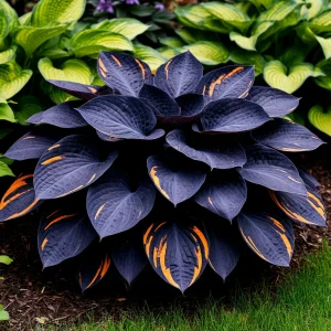 Хоста Умбра купить по цене от 349р. в интернет-магазине «Посадика» с доставкой почтой в в Холмске и по всей России – [изображение №1].