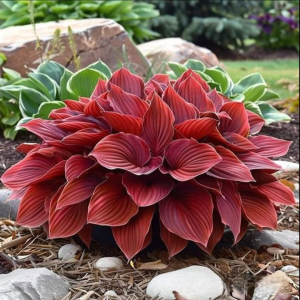 Хоста Малыш Шедевр купить по цене от 421р. в интернет-магазине «Посадика» с доставкой почтой в в Холмске и по всей России – [изображение №1].