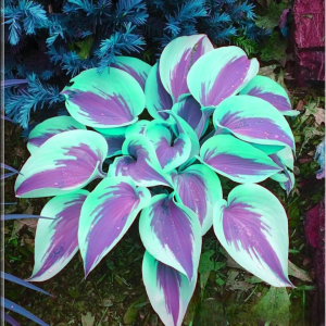 Хоста Висперин Бьюти купить по цене от 379р. в интернет-магазине «Посадика» с доставкой почтой в в Холмске и по всей России – [изображение №1].