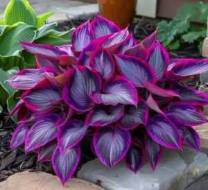 Хоста Сикрет Гарденс купить по цене от 549р. в интернет-магазине «Посадика» с доставкой почтой в в Холмске и по всей России – [изображение №1].