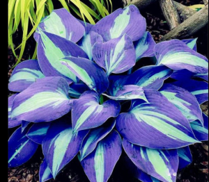 Хоста Аурелия купить по цене от 450р. в интернет-магазине «Посадика» с доставкой почтой в в Холмске и по всей России – [изображение №1].